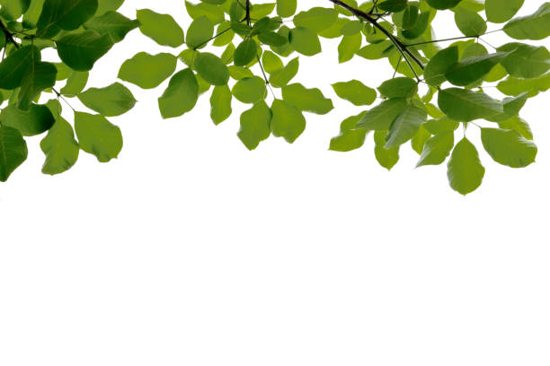 istock Branches and green leaves of tree on white background 1407669774