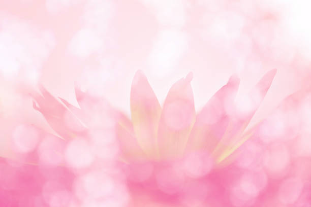 Soft blurred bokeh background with lotus flower pastel color