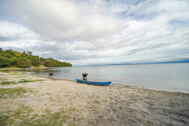 istock view lake toba with cow 1407671047