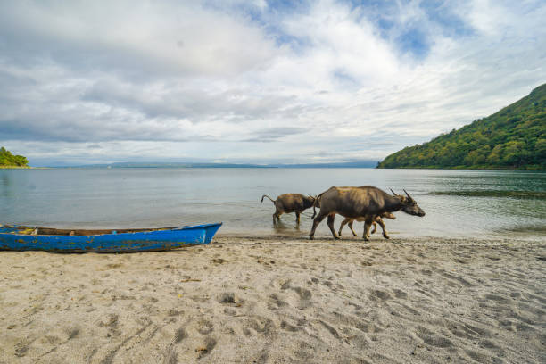 Aerial view at the lake TOBA with cows. Mountains and bright clouds at the background in Lake Toba, Medan.\nIndonesia