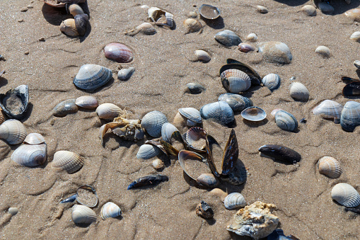 Close up of a seashells on the sand beach of Loekken