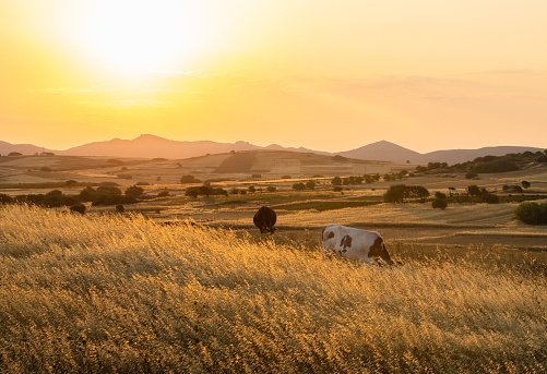 Farmland countryside with cows on Lemnos island in Greece