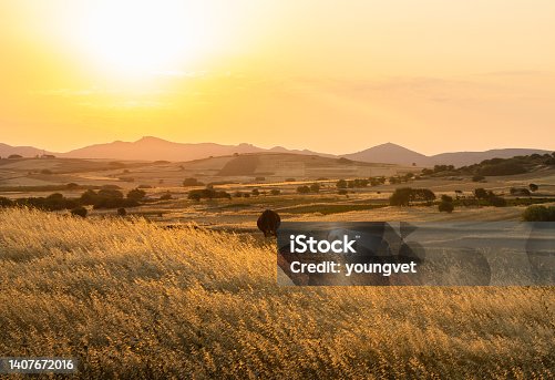 istock Farmland countryside with cows on Lemnos island in Greece 1407672016
