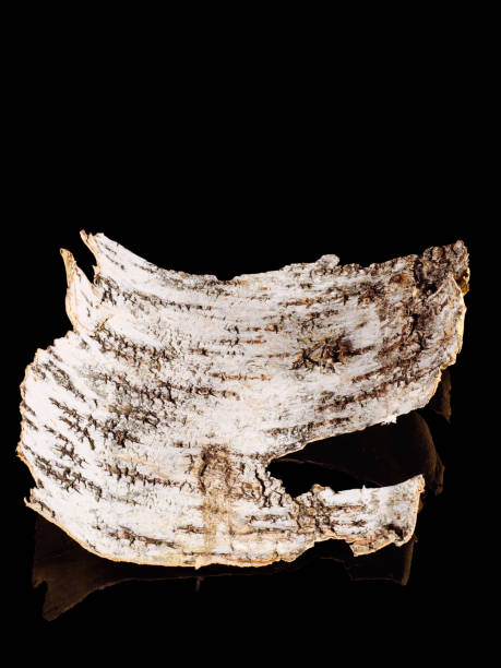 istock Piece of birch bark isolated on black 1407672364