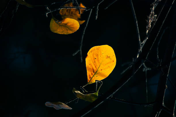 Maple leaves. Sunlight illuminates beautiful autumn leaves