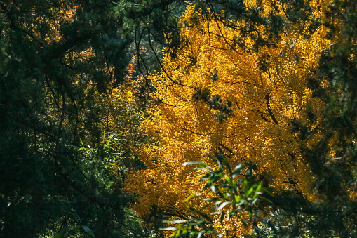 Maple leaves. Sunlight illuminates beautiful autumn leaves