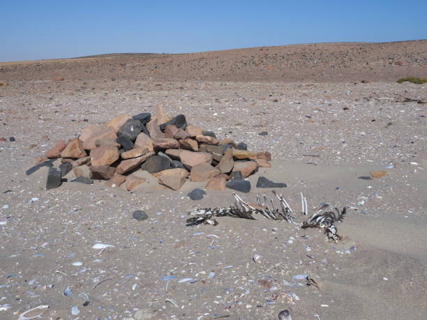 brown fur seal skeleton at the beach on the skeleton coast, near Cape Cross, Namibia