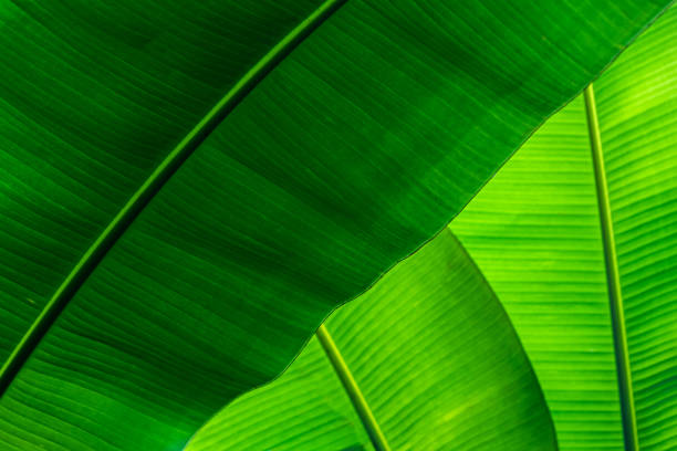 istock Green background Banana leaves 1407677602