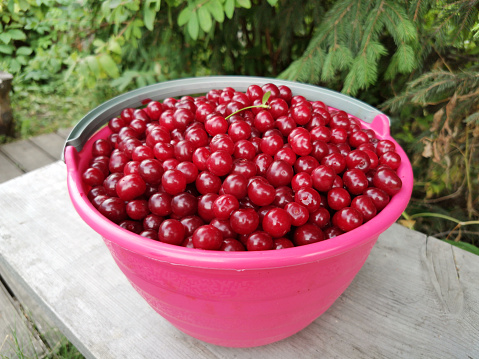 a bowl, bucket of ripe fresh red cherries stands on a wooden bench. concept of fresh berries harvest.