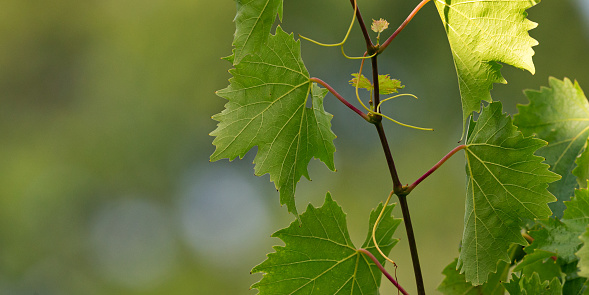 Close-up of muscat grape leafs on a sunny summer day, shallow DOF