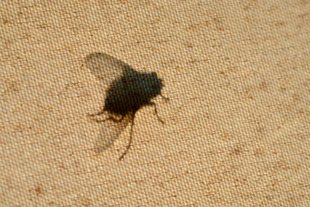 istock fly shadow on a transparent fabric close up 1407680114