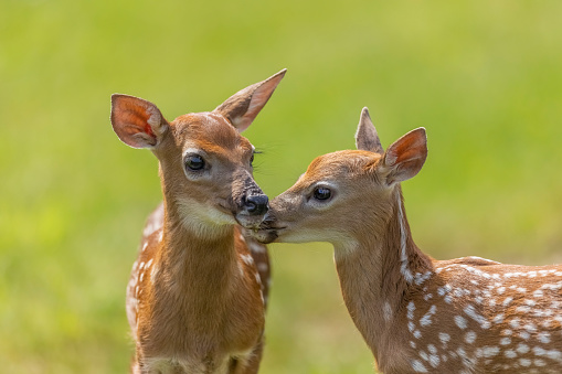 White-tailed deer fawns in New Brunswick, Canada.