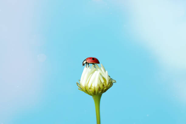 Ladybug sitting on a chamomile flower, close-up on a blue background.