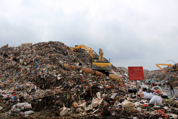 istock The cows in the municipal garbage shelter 1407686214