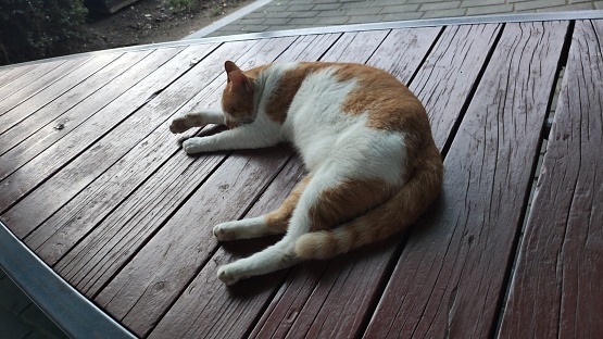 a cat sleeping on a bench