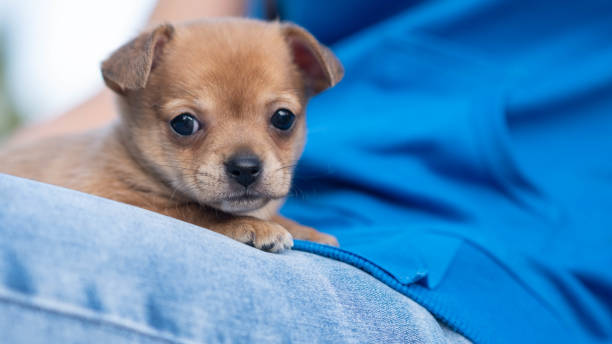 istock A small baby Chihuahua on its owner's lap 1407688862