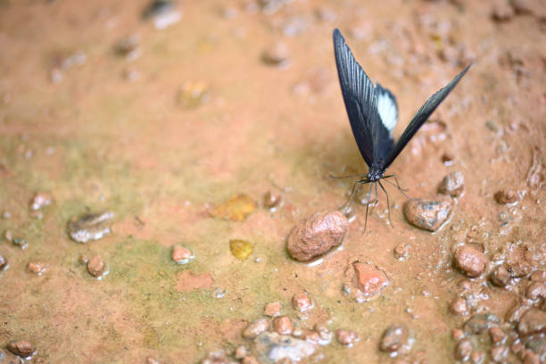 Butterfly drinking water on ground after long awaited rains