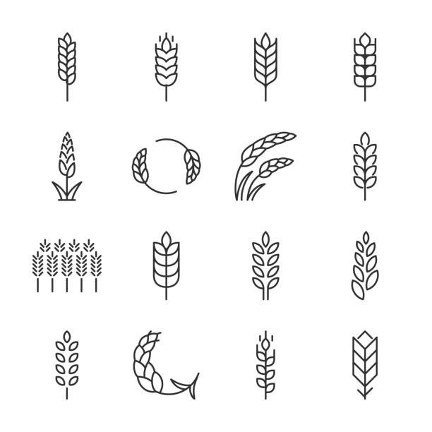 illustrazioni stock, clip art, cartoni animati e icone di tendenza di set di icone di grano. spiga di grano di varie forme, collezione di icone lineari. linea con tratto modificabile - wheat cereal plant oat crop