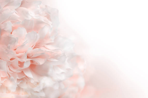 Pale pink peony flower on a white background. Pastel soft floral background. Copy space