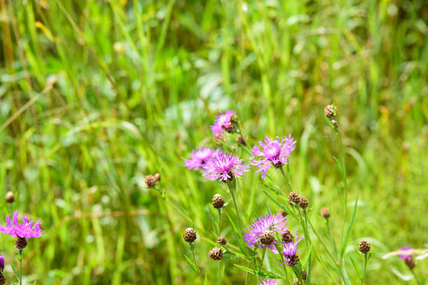 istock beautiful unbloomed thistle roadside green grass mid summer sunny day 1407691013