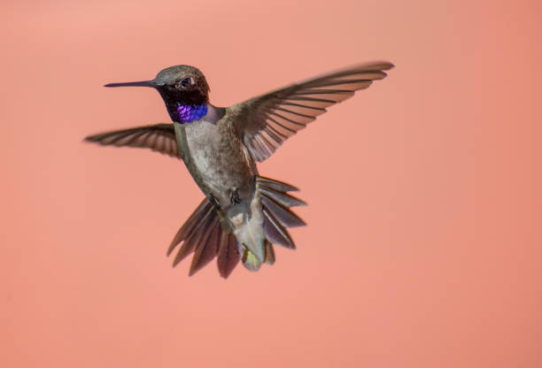 Close up of a Black-Chinned Hummingbird stock photo