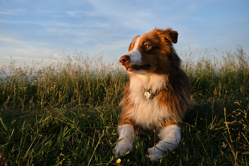 Young teenage Australian Shepherd puppy lies in tall grass at sunset against blue sky with clouds. Close-up portrait. Walk with aussie brown dog in summer field.