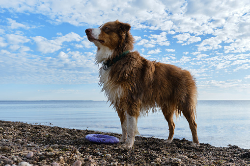 Aussie puppy of chocolate color stands by lake against background of blue sky with white clouds. Purebred dog on beach. Wet Australian Shepherd dog after swimming in river.