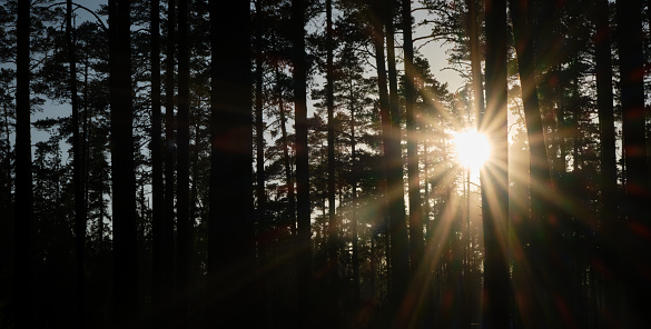 Coniferous forest and rays of sun break through trunks of trees. Leningrad region, Russia. Nature of the Republic of Karelia. The setting sun and silhouettes of trees. Horizontal banner.