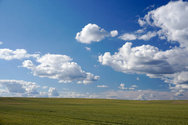istock Rural landscape. Horizon. Perspective. White clouds. Blue sky. Summer. Noon 1407692537