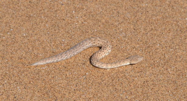 istock Peringuey's adder moving in the desert 1407693153