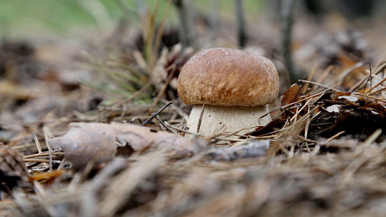 Mushroom Season. Boletus edulis. Beautiful summer porcini mushroom in the forest.