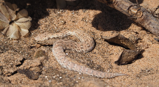 A rosy boa (Lichanura trivirgata) near the San Jacinto Wildlife Area in northern Riverside County, southern California.  The rosy boa is one of two boa species in the United States.  As in all boas, this snake is a constrictor. It reaches a maximum length of 91-112 cm (36-44 in) and is usually a tan-pink color.  It almost always has three stripes down its ventral surface, which is the meaning of the species name.  It ranges from southern California and Arizona through Baja California and Sonora.  It has a reputation for being exceedingly gentle when handled and is popular in captivity.
