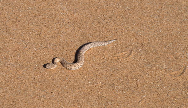 istock Peringuey's adder in the desert 1407694116