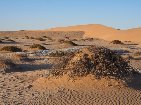desert landscape with dollar bush (Tetraena stapfii),  near Swakopmund, Namibia