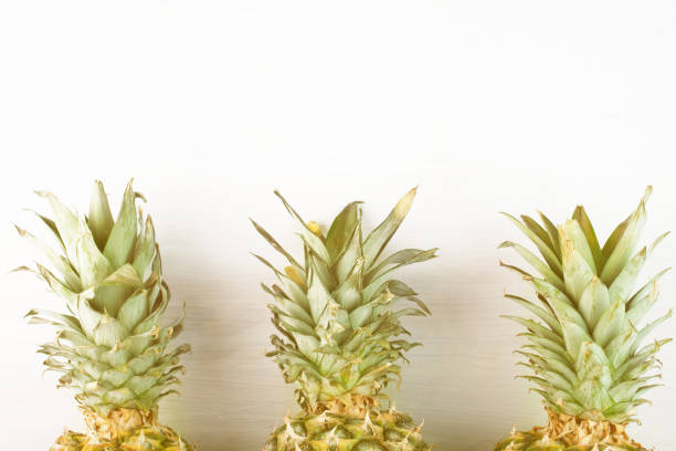 istock pineapples on a white background, fruit tops with copy space 1407695039