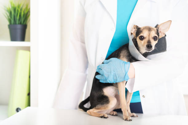 cône vétérinaire, collier de chien, animal de compagnie après la chirurgie sur la table chez le vétérinaire, protection contre les blessures pour l’animal - spay photos et images de collection