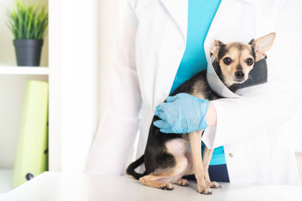獣医用コーン、犬の首輪、獣医師のテーブル上の手術後のペット、動物の怪我に対する保護 - dog illness humor pets ストックフォトと画像