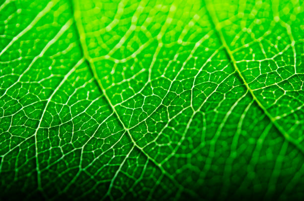 istock Close up of the veins on a leaf 1407695593