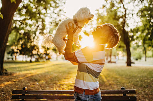 A beautiful woman laughing while her dog is licking her face in a sunny day in the park. The dog is on its owner between her hands. Family dog outdoor lifestyle. Woman is throwing dog in the air and he likes it