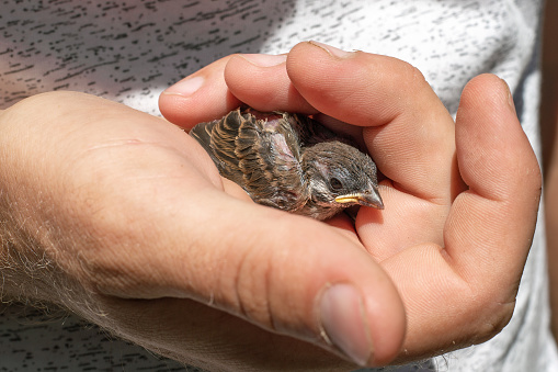 A small sparrow chick in a man's hand. Saving the lives of birds and animals.