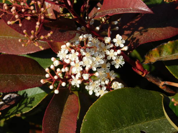istock Photinia flowers 1407698686