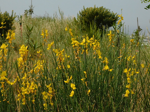 Spanish or weaver's broom or spartium junceum wild plant with yellow flowers, in Attica, Greece