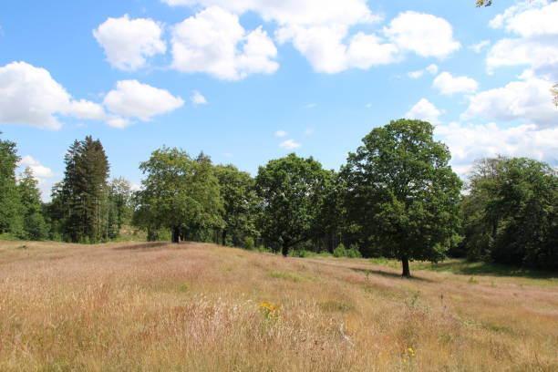 istock Hiking in the Harz Mountains 1407699125