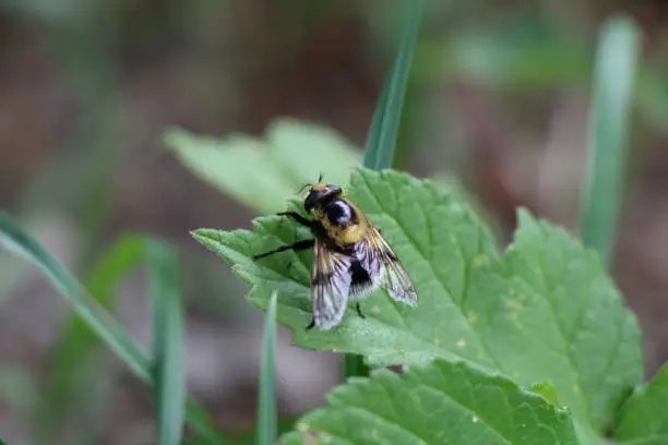 The Drone-fly looks like a male Honeybee, but is harmless