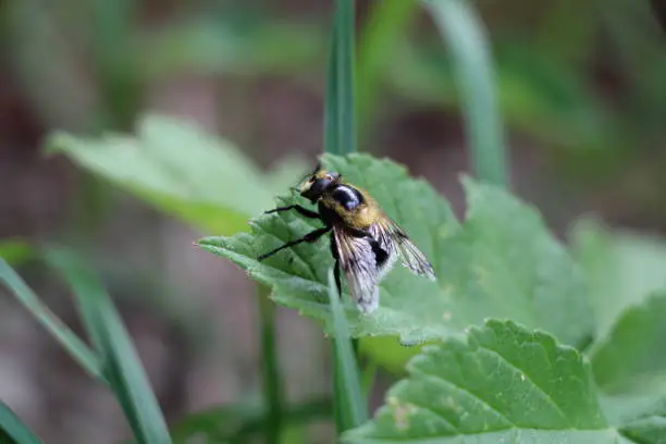 The Drone-fly looks like a male Honeybee, but is harmless