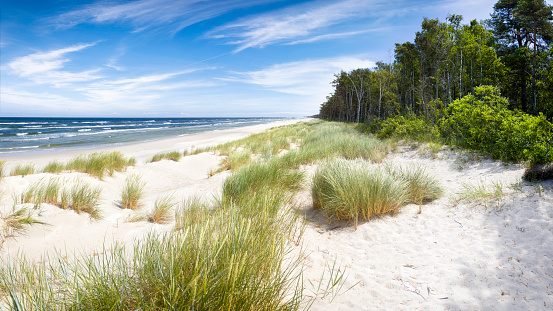 Calm sunny sea view with sand dunes and pine trees