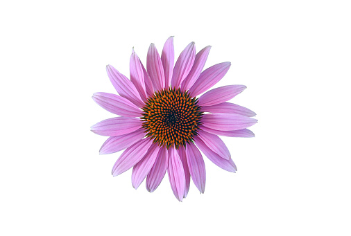 Imágenes de Flores Png | Descarga imágenes gratuitas en Unsplash Imágenes de Flores Png | Descarga imágenes gratuitas en Unsplash