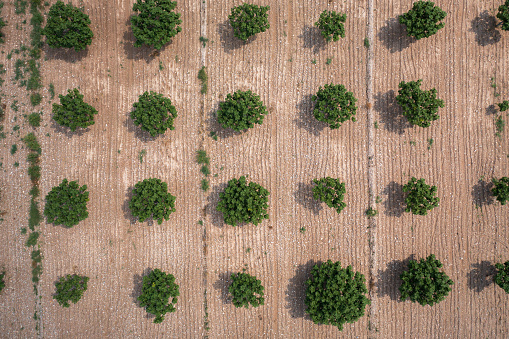 Aerial view of Organic fig tree orchard or plantation