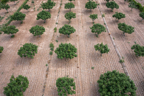 Aerial view of Organic fig tree orchard or plantation