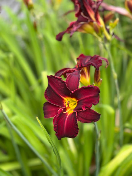istock Dark red flower by the pond 1407703854